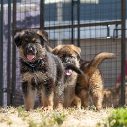 German Shepherd Puppies from vom Gannett