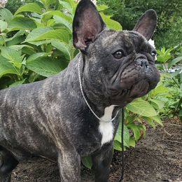 French Bulldogs from MD Frenchies