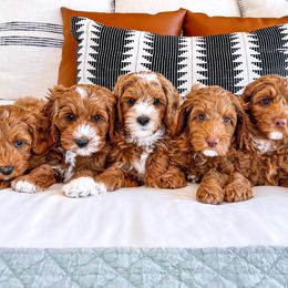 Australian Labradoodle Puppies from Swinging Gate Labradoodles