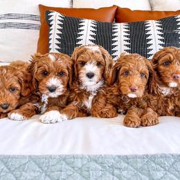 Australian Labradoodle Puppies from Swinging Gate Labradoodles