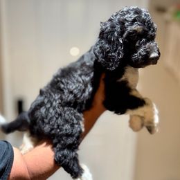 Boy 6 - Goldendoodle puppy from Empire Doodles