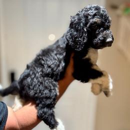 Boy 6 - Goldendoodle puppy from Empire Doodles