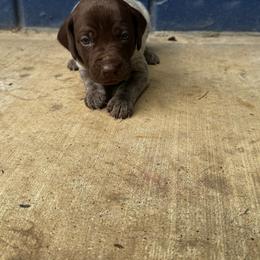 Yellow Collar - Liver roan female German Shorthaired Pointer puppy in Huntington, Texas from B&B GSP’S