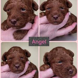 Angel - Red  female Goldendoodle puppy in Decatur, Tennessee from Diamond's Doodles