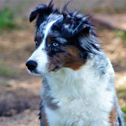Bindi - Miniature Australian Shepherd