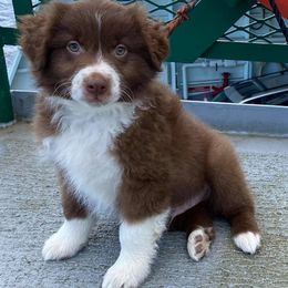 Australian Shepherds from BWild Australian Shepherds