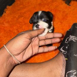 Shorkie Puppies from Sharlena Henderson