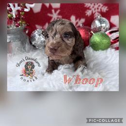 Whoop - Dapple male Dachshund puppy in Hockley, Texas from Shans Down Home Doxies