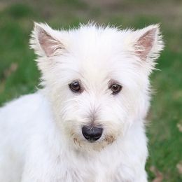 Ella - West Highland White Terrier