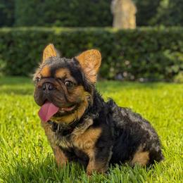 French Bulldog puppies from ThePuppyVille