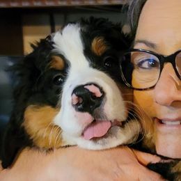 Bernese Mountain Dogs from Wendy Gendreau's -  Rivers Run Bernese Mountain Dogs
