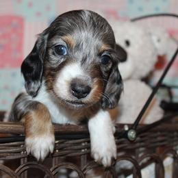 Boy 4 - Blue and tan male Dachshund puppy in Craig, Colorado from Rocky Mountain Shih Tzus and Dry Creek Miniature Dachshunds