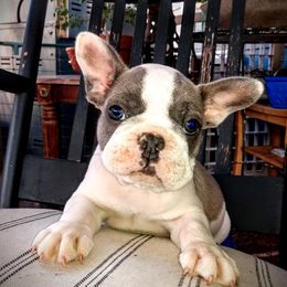 French Bulldog Puppies from littlepartnerpuppies.com