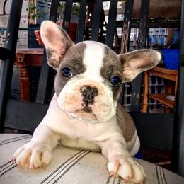 French Bulldog Puppies from littlepartnerpuppies.com