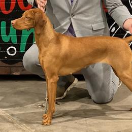 Vizslas from Waymaker Vizslas
