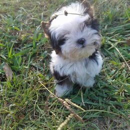 Yorkshire Terrier Puppies from Tinseltown Yorkies