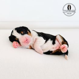 Blue Collar Male - Lancer - Tri-color male Bernedoodle puppy in Lebanon, Ohio from 3|17 Korte Bernedoodles LLC