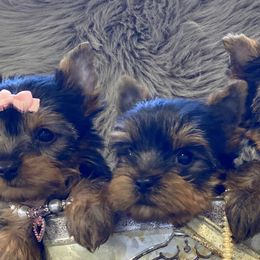 Yorkshire Terriers from Fur Fairy Yorkies