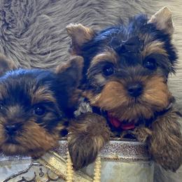 Yorkshire Terriers from Fur Fairy Yorkies