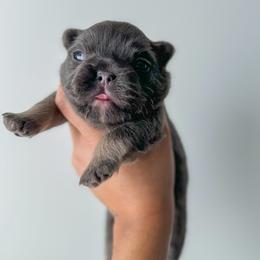 French Bulldog and Shih Tzu Puppies from Puppy Paper House