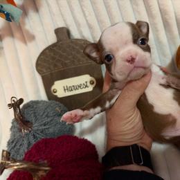 Dottie - Red female Boston Terrier puppy in Tampa, Florida from Bayshore Boston Terrier’s