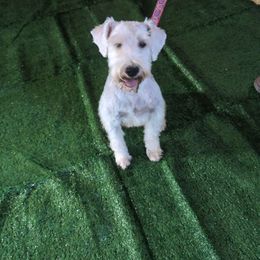Scarlet - Miniature Schnauzer