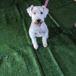 Scarlet - Miniature Schnauzer