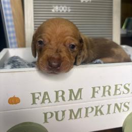 Spark - Dapple male Dachshund puppy in Richwood, West Virginia from Wild and Wonderful Wieners