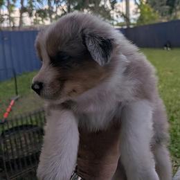Dottie - Blue merle female Australian Shepherd puppy in Fort Lauderdale, Florida from Burning Heart Aussies