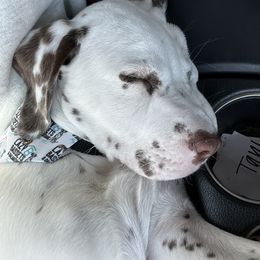 Basset Hound and Dalmatian Puppies from Lazy B Bassets and Dalmatians