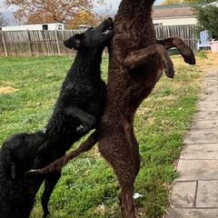 Curly-Coated Retrievers from Gorchest Kennel