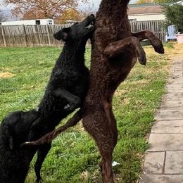 Curly-Coated Retrievers from Gorchest Kennel