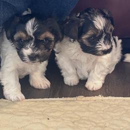 Biewer Terrier and Yorkshire Terrier Puppies from Judy McCallum