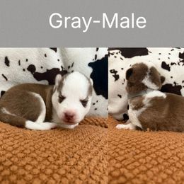 Gray - Red and white male Siberian Husky puppy in Seaford, Delaware from Keira Ieleen Husky Kennel