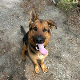 Patch - Black and tan male German Shepherd puppy in Dawsonville, Georgia from Des Nebels