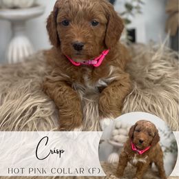 CRISP - Red  female Goldendoodle puppy in Watertown, New York from True Friend Doodles