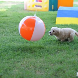 Golden Retriever Puppies from Scion Golden Retrievers