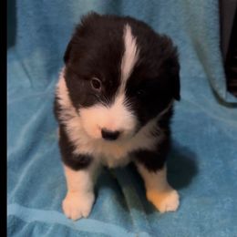 Boy 2 - Black and white male Border Collie puppy in Farmersville, Texas from Omegamtn Border Collies