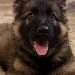 German Shepherd Puppies from Old Souls' German Shepherds