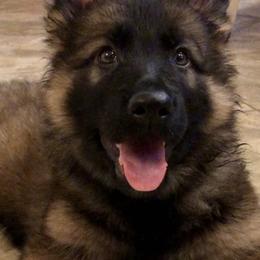 German Shepherd Puppies from Old Souls' German Shepherds