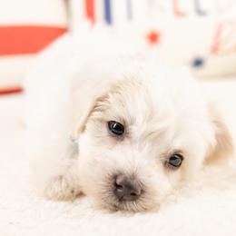 Alaska - White male Maltipoo puppy in Salt Lake City, Utah from My Doodle Puppy
