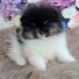 Java - Black and tan parti male Pomeranian puppy in Fultonville, New York from Sandy Aussies & Pomeranians