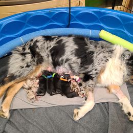 Australian Shepherd Puppies from Whitfarm Aussies