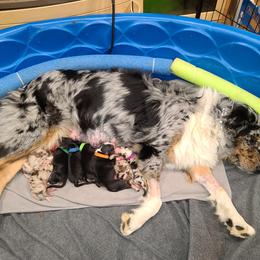 Australian Shepherd Puppies from Whitfarm Aussies