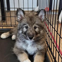 Girl 1 - female Native American Indian Dog puppy in Granby, Colorado from Turtle Island NAIDs