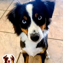 Taber - Black tri male Miniature Australian Shepherd puppy in Punta Gorda, Florida from Christie's Creekside Aussies