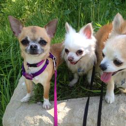 Chihuahua All Grown Up from Vargo Chihuahuas