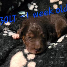 Bolt - Brown merle male Aussiedoodle puppy in Redding, California from House Merrills Minis and Doodles