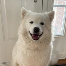 Samoyeds from Stirling Silver Samoyeds