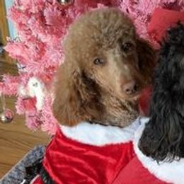 Bernedoodles, French Bulldogs, and Poodles from Lovely Poodles an’ Doodles